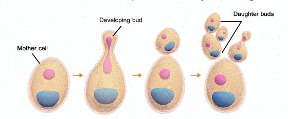 Kingdom Fungi Characteristics, Example, and Diagram_5.1