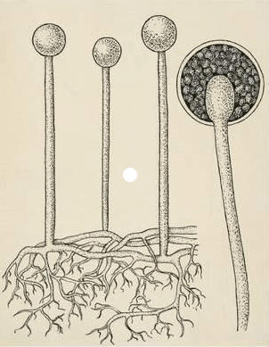 Kingdom Fungi Characteristics, Example, and Diagram_4.1