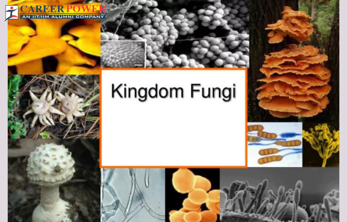 Kingdom Fungi Characteristics, Example, and Diagram_20.1