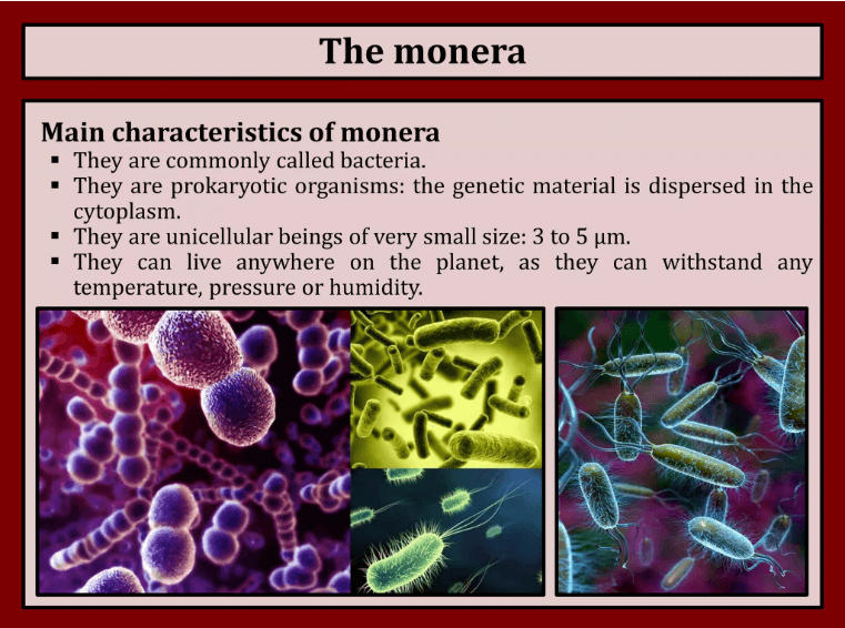 Kingdom Monera General Characteristics Monera Biological, 53% OFF