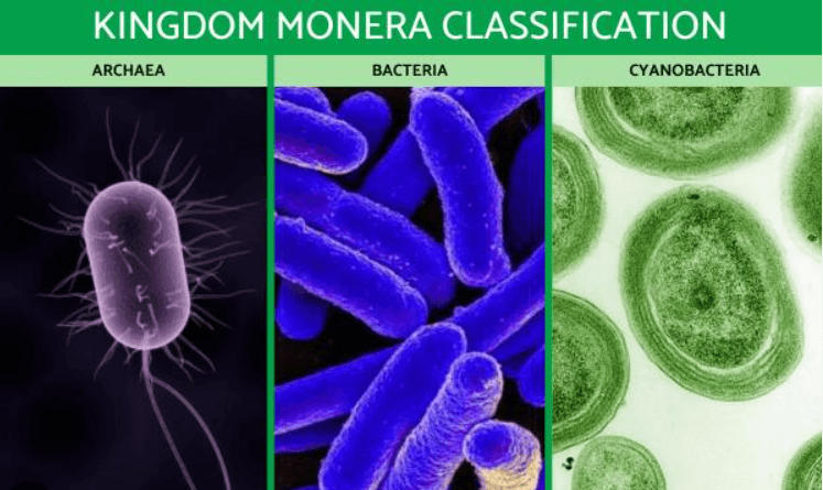 Kingdom Monera Examples, Characteristics, Definition, and Diagram_6.1