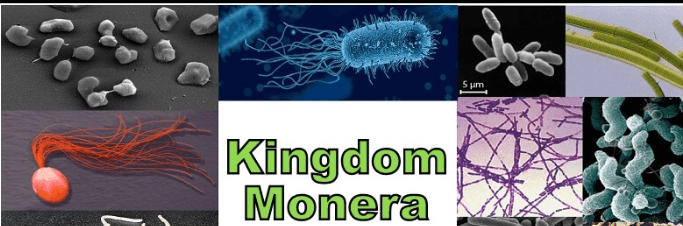 Kingdom Monera Examples, Characteristics, Definition, and Diagram_3.1