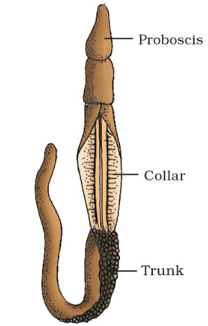 Animal Kingdom: Classifications, Examples, and Characteristics_12.1