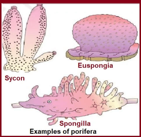 Animal Kingdom: Classifications, Examples, and Characteristics_8.1