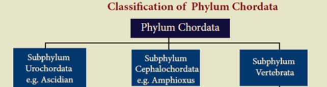 Animal Kingdom: Classifications, Examples, and Characteristics_4.1