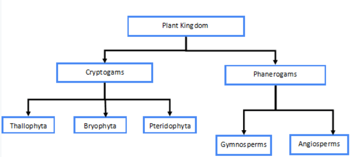 Kingdom Plantae: Classification, Examples, and Characteristics_4.1