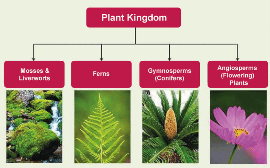 kingdom plantae classification