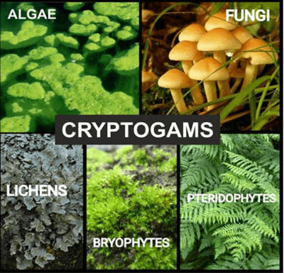 Kingdom Plantae: Classification, Examples, and Characteristics_5.1