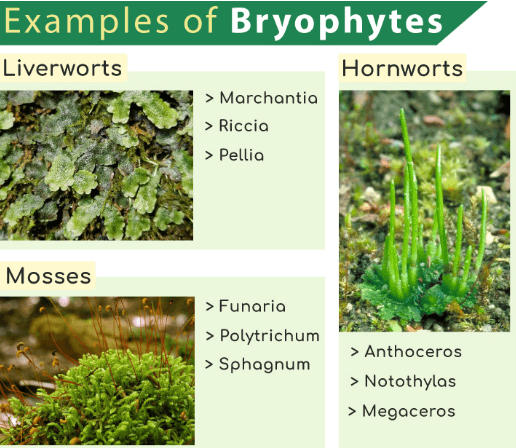 Kingdom Plantae: Classification, Examples, and Characteristics_6.1