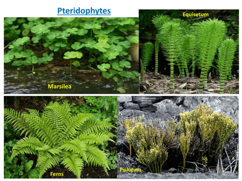 Pteridophytes Examples