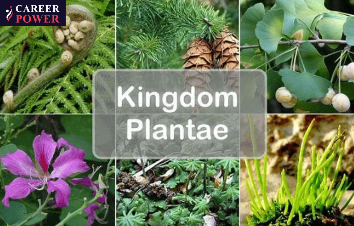Kingdom Plantae: Classification, Examples, and Characteristics_20.1