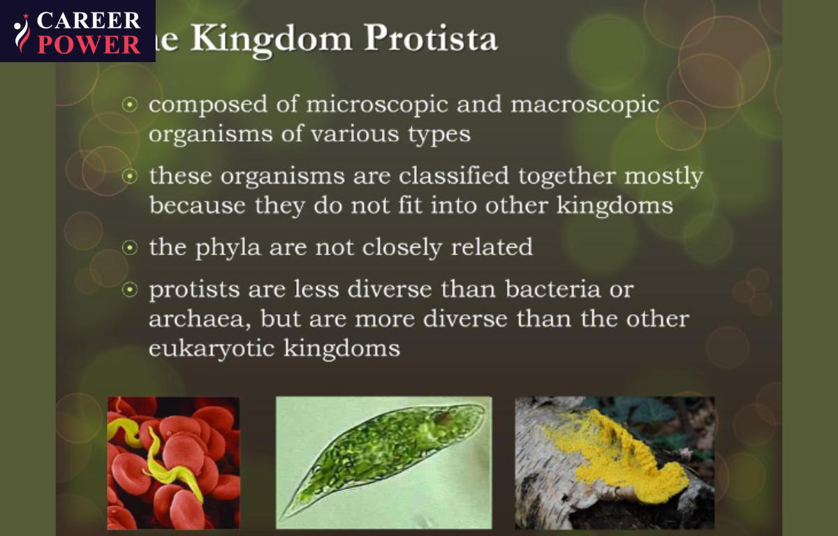 protista examples with scientific names