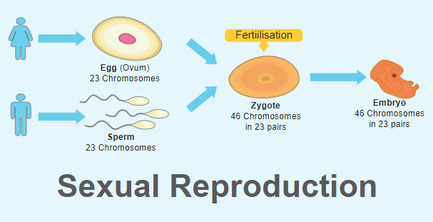 Reproduction: Definition, Meaning, and Types_5.1