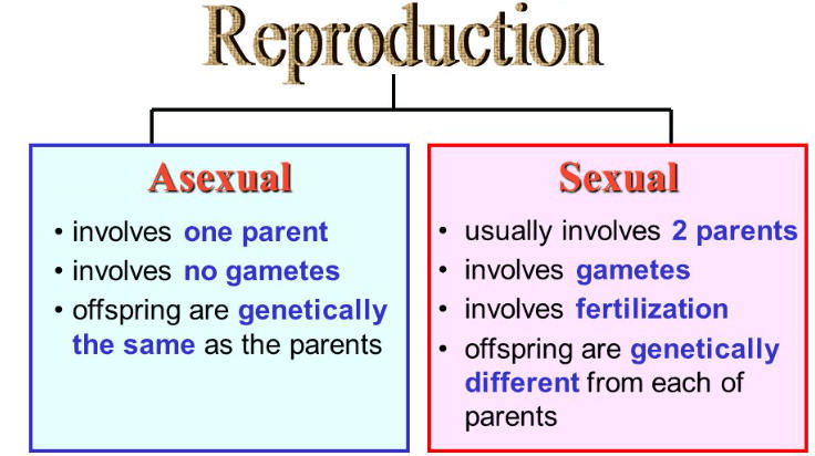 Reproduction