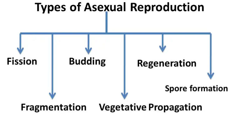 Asexual Reproduction: Types, Examples and Advantages_5.1