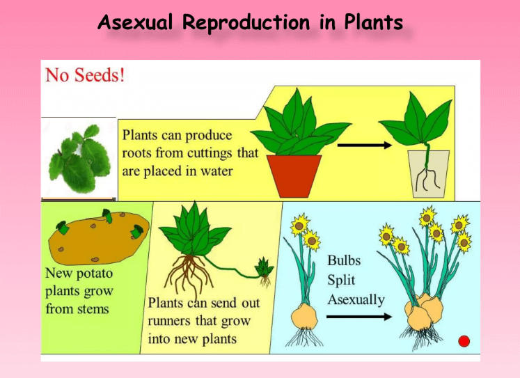 Reproduction: Definition, Meaning, and Types_8.1