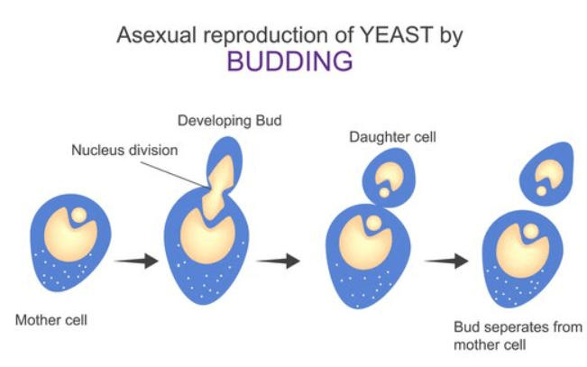 Reproduction: Definition, Meaning, and Types_6.1