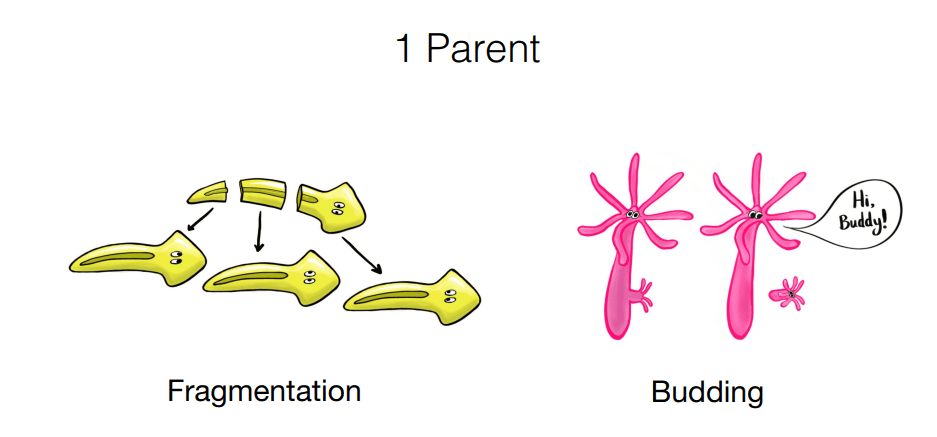 Reproduction: Definition, Meaning, and Types_11.1