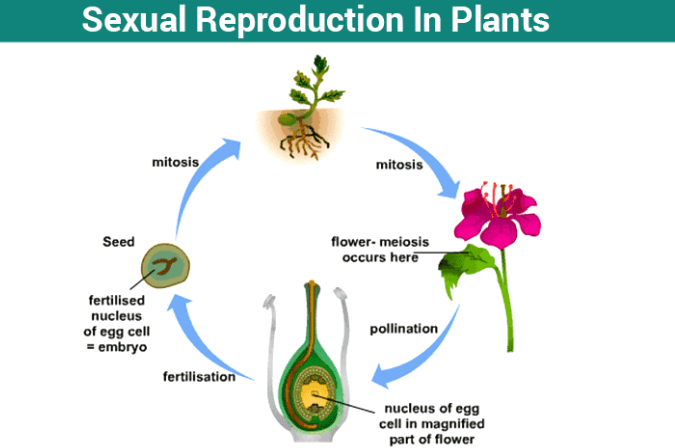 Reproduction: Definition, Meaning, and Types_9.1
