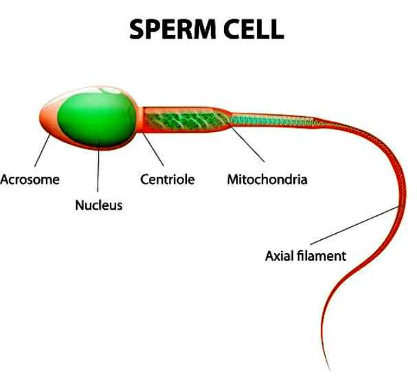 Sexual Reproduction: Types, Examples, and Advantages_40.1