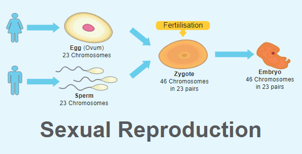 Sexual Reproduction Types Examples And Advantages 