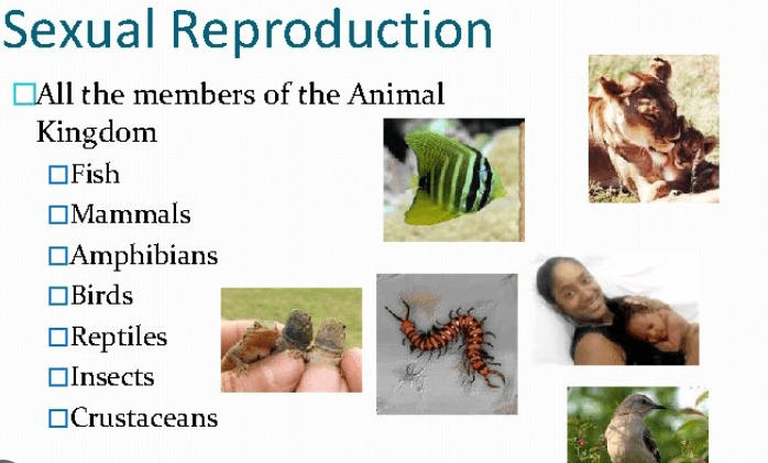 Sexual Reproduction Types Examples and Advantages