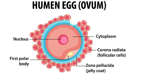 Sexual Reproduction: Types, Examples, and Advantages_5.1