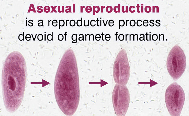 Asexual Reproduction: Types, Examples and Advantages_30.1