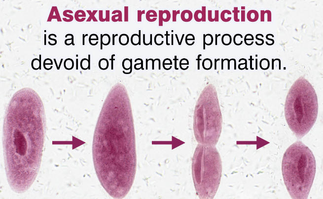 Asexual Reproduction: Types, Examples and Advantages_3.1