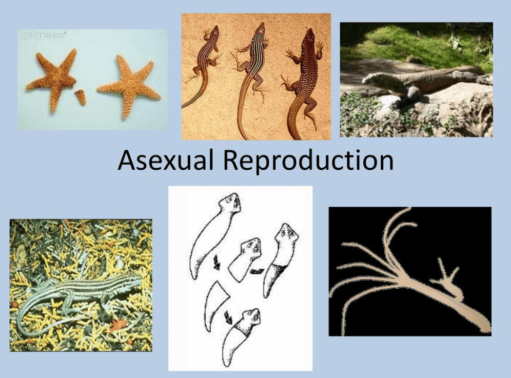 Asexual Reproduction: Types, Examples and Advantages_4.1