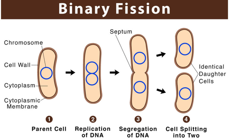 Asexual Reproduction: Types, Examples and Advantages_6.1