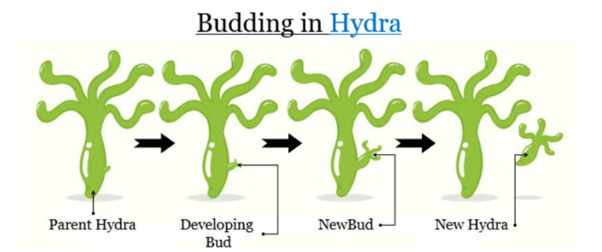 Asexual Reproduction Types Examples And Advantages 