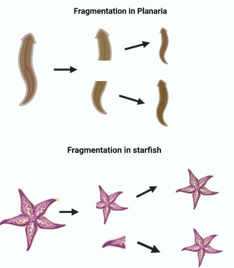 Fragmentation: Definition, Diagram, Examples and its Process_5.1