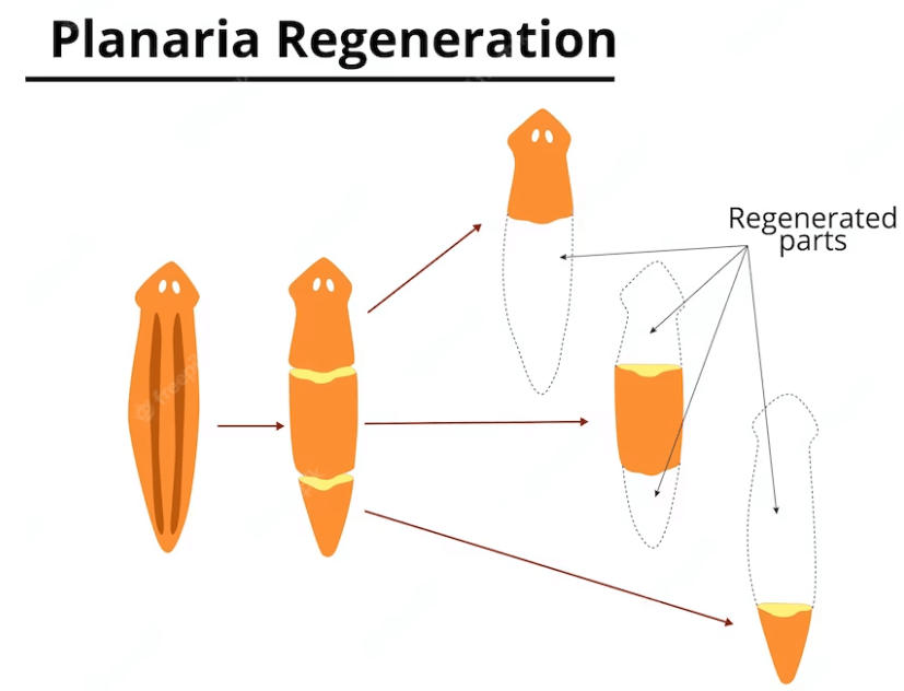 Asexual Reproduction: Types, Examples and Advantages_9.1