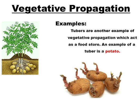 Asexual Reproduction: Types, Examples and Advantages_10.1