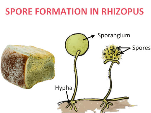 Asexual Reproduction: Types, Examples and Advantages_11.1