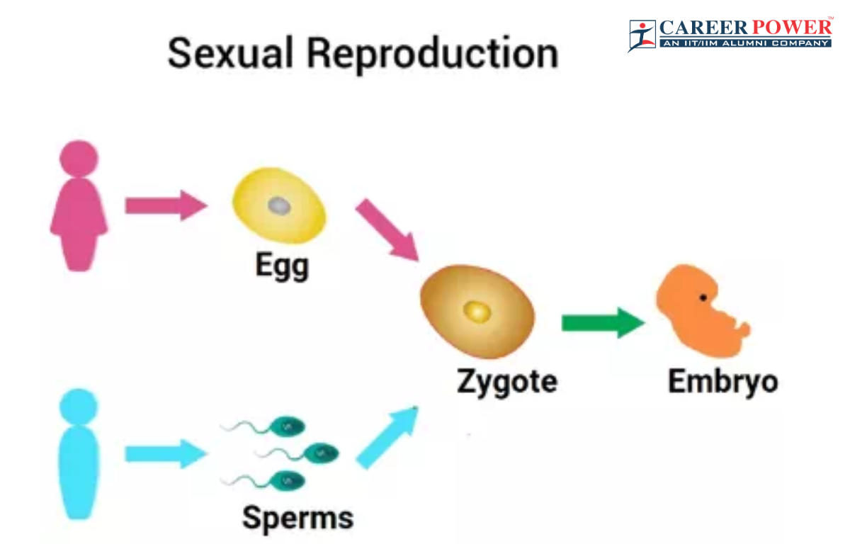 Sexual Reproduction: Types, Examples, and Advantages_20.1