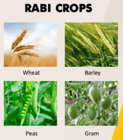 Difference Between Rabi and Kharif Crops_40.1