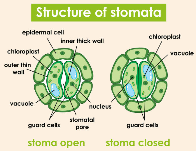 Stomata Diagram, Definition Functions, Structure and its Types_5.1