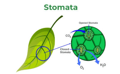 Stomata Diagram, Definition Functions, Structure and its Types_3.1