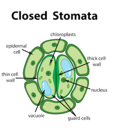 Stomata Diagram, Definition Functions, Structure and its Types_7.1