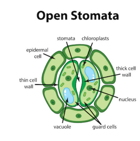 stomata leaf diagram