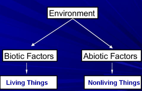 abiotic factors definition