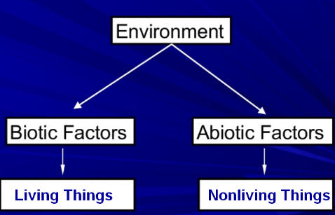 Abiotic Factors Definition