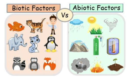difference between biotic and abiotoic factors