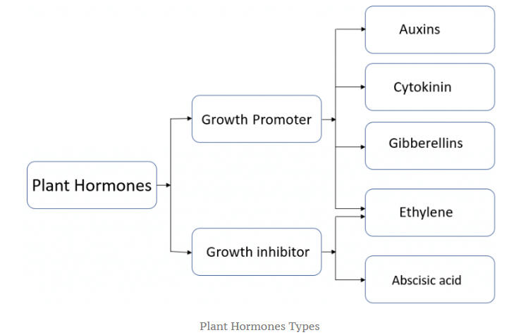 Plant Hormones: Functions, Types, and Diagram