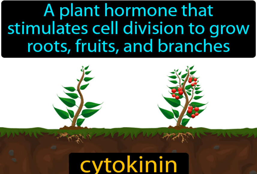 Plant Hormones: Functions, Types, and Diagram_6.1
