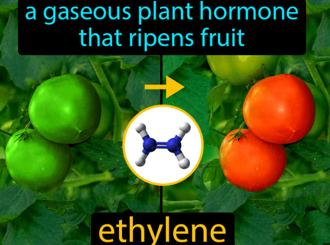 Plant Hormones: Functions, Types, and Diagram_8.1