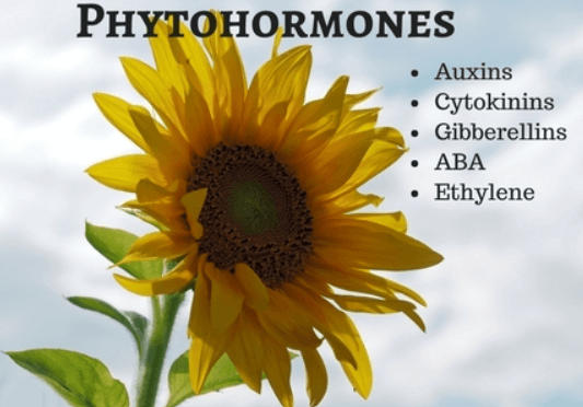 Plant Hormones: Functions, Types, and Diagram_3.1