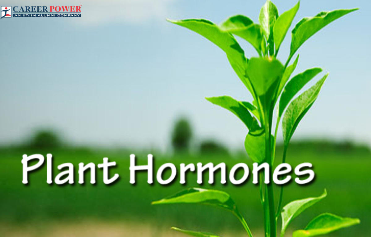 Plant Hormones: Functions, Types, and Diagram